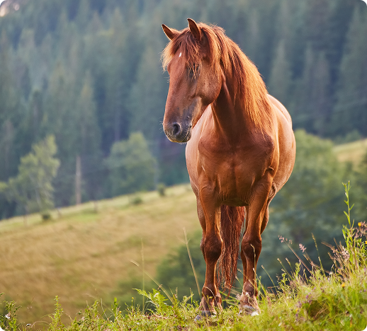 Horse standing peacefully in a field
