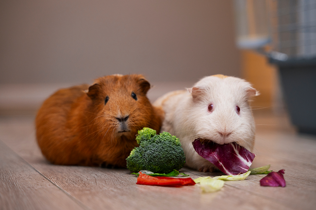 A couple of guinea pigs