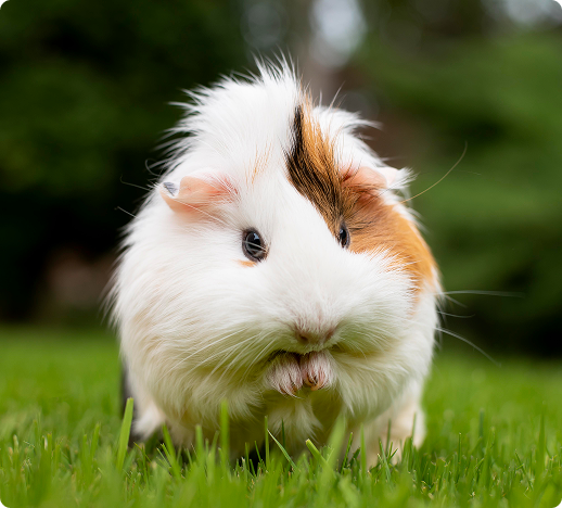 Small animal in caring hands