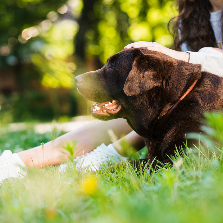 Owner with their dog